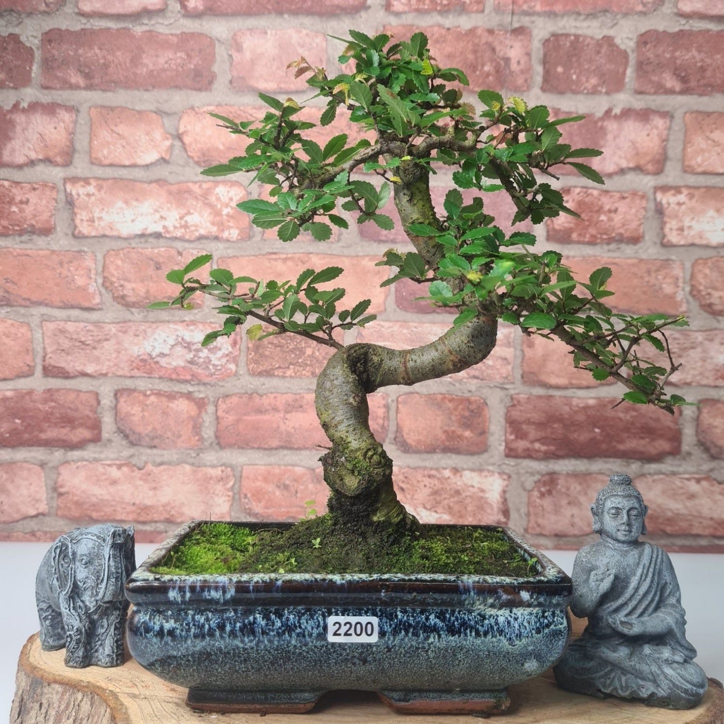 Chinese Elm (Ulmus Parvifolia) Bonsai Tree | Shaped | In 20cm Pot