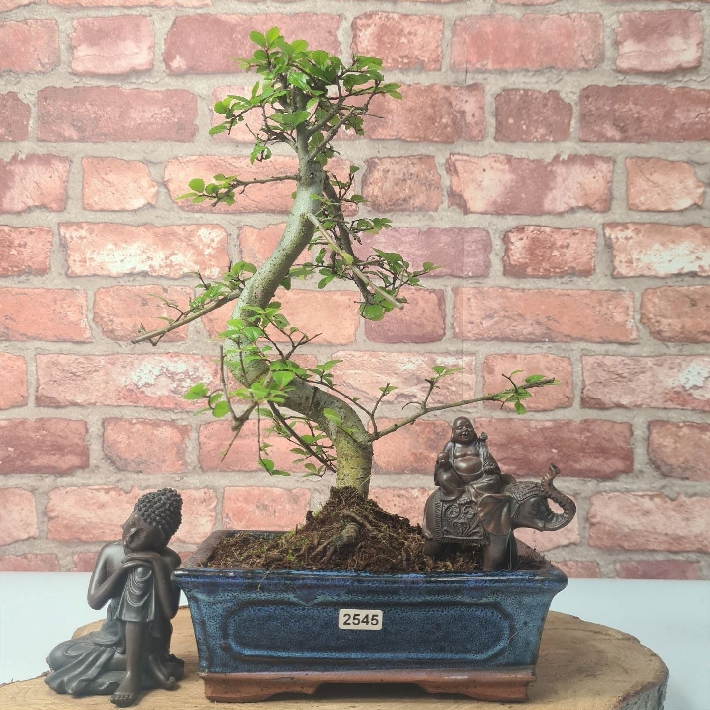 Chinese Elm (Ulmus Parvifolia) Bonsai Tree | Shaped | In 20cm Pot