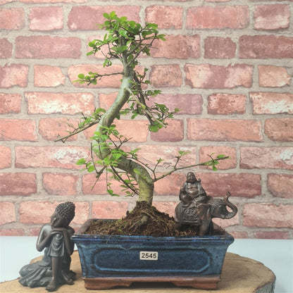 Chinese Elm (Ulmus Parvifolia) Bonsai Tree | Shaped | In 20cm Pot