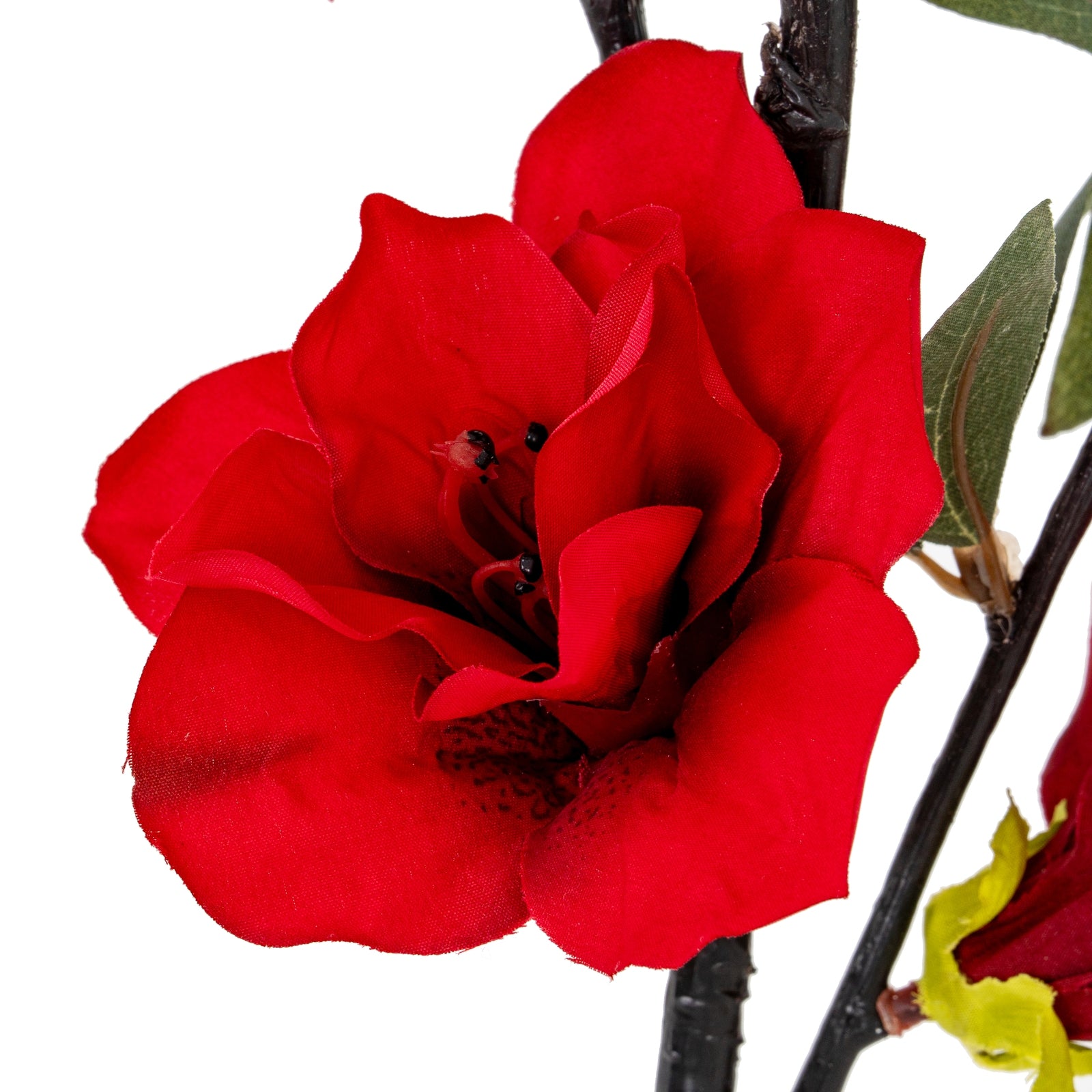 Close-up of a bright red rose with green leaves on a white background
