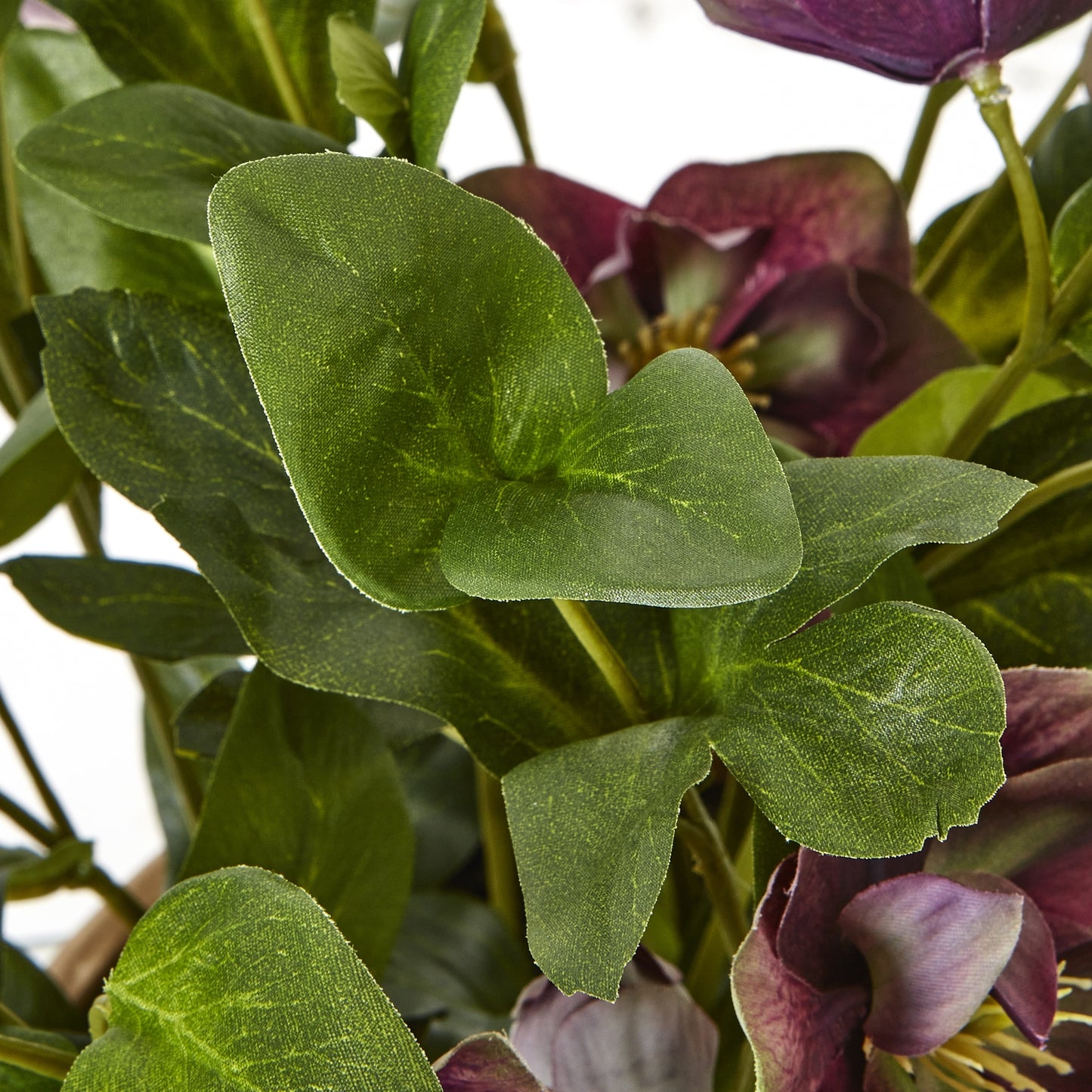 Close-up of green leaves and purple flowers with a blurred background