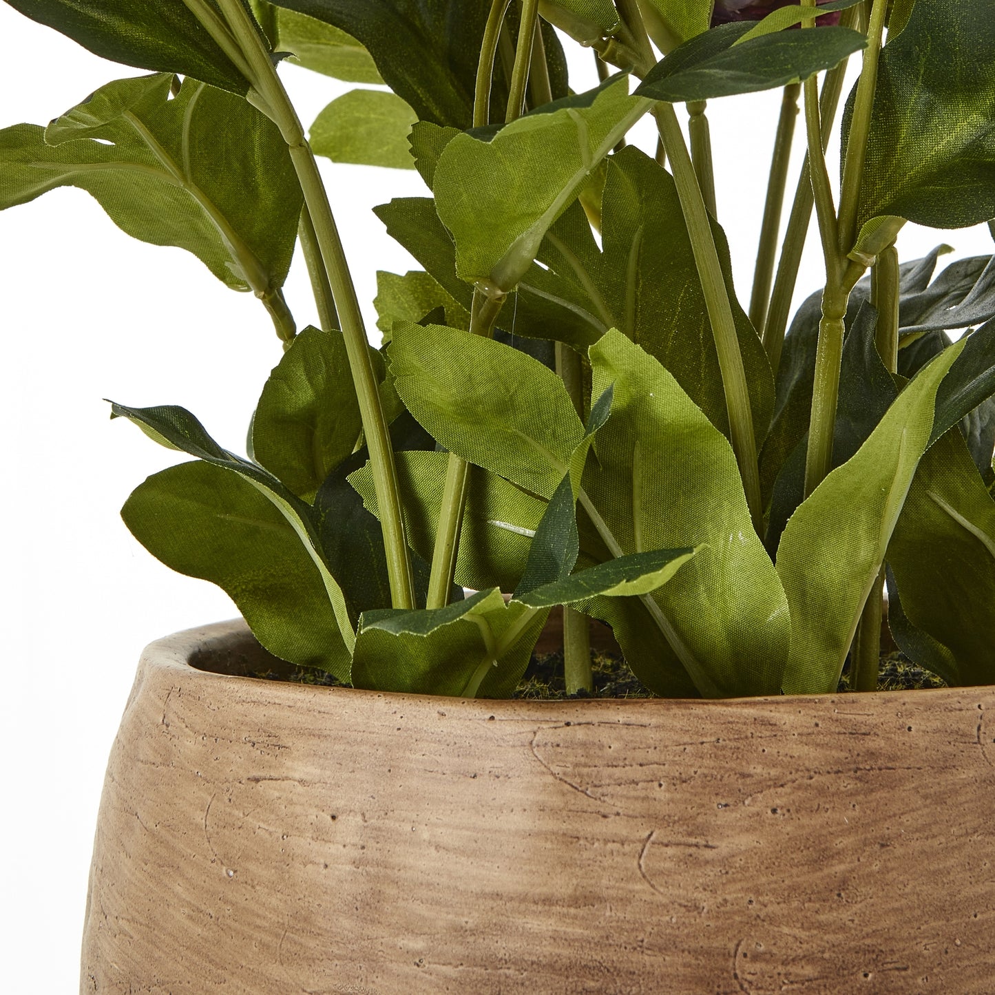 Green plant in a wooden pot on a white background