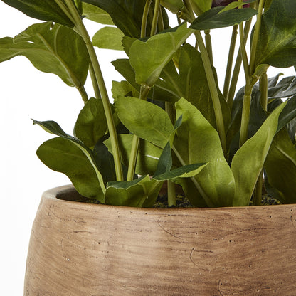 Green plant in a wooden pot on a white background
