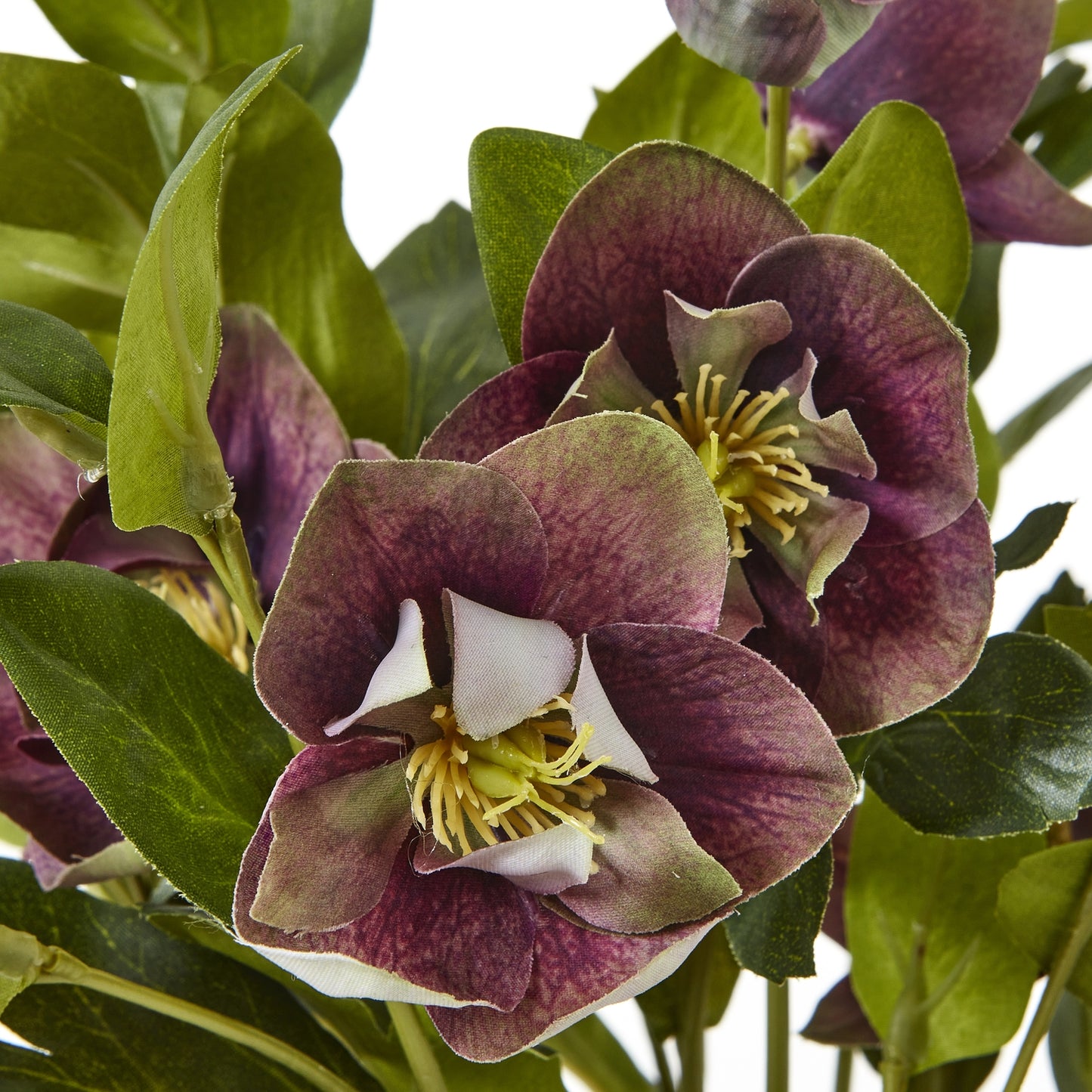 Close-up of purple and green flowers with a blurred background