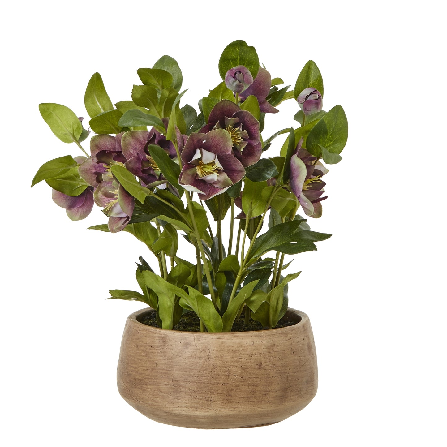 Potted plant with purple flowers and green leaves on a white background