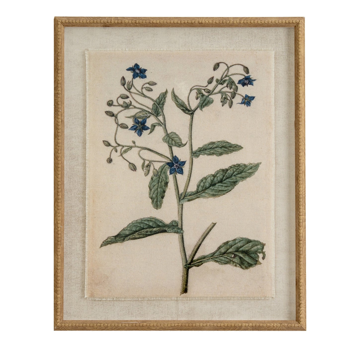 Framed botanical illustration of a plant with blue flowers on a beige background