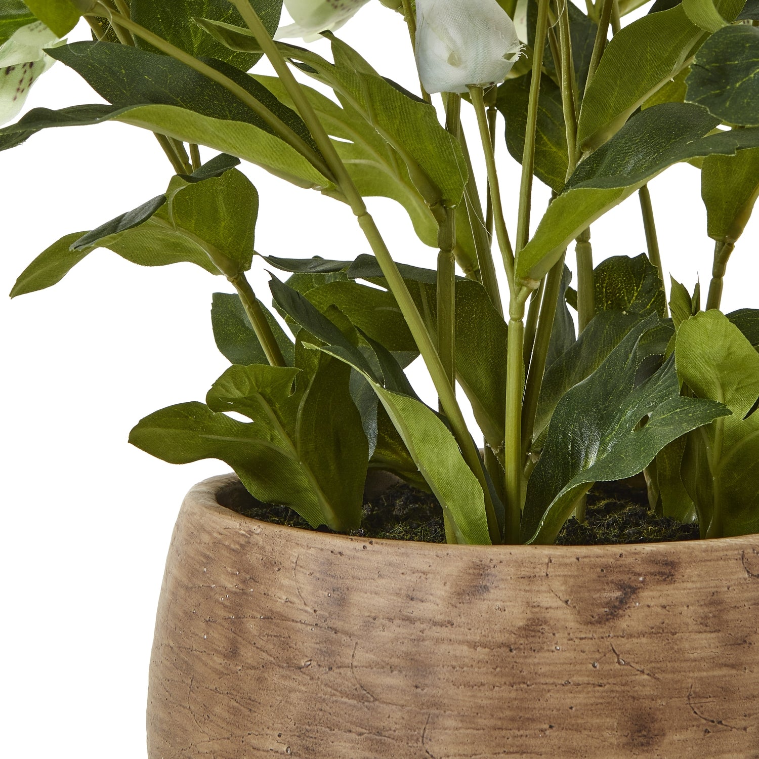 Potted plant with green leaves and a wooden pot on a white background