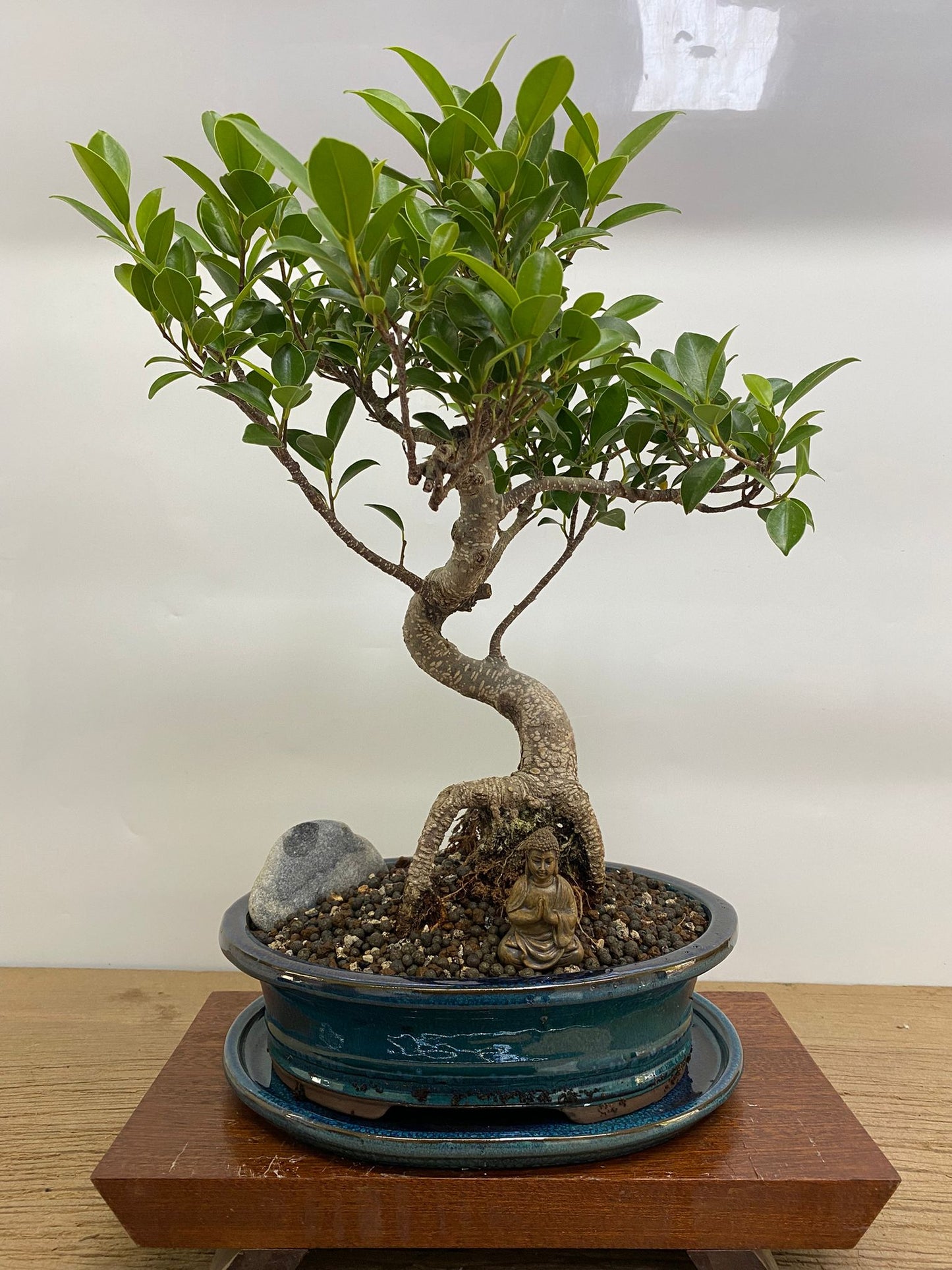 Ficus Microcarpa (Banyan Fig) Indoor Premium Bonsai Tree Bundle | Shaped | In 26cm Pot