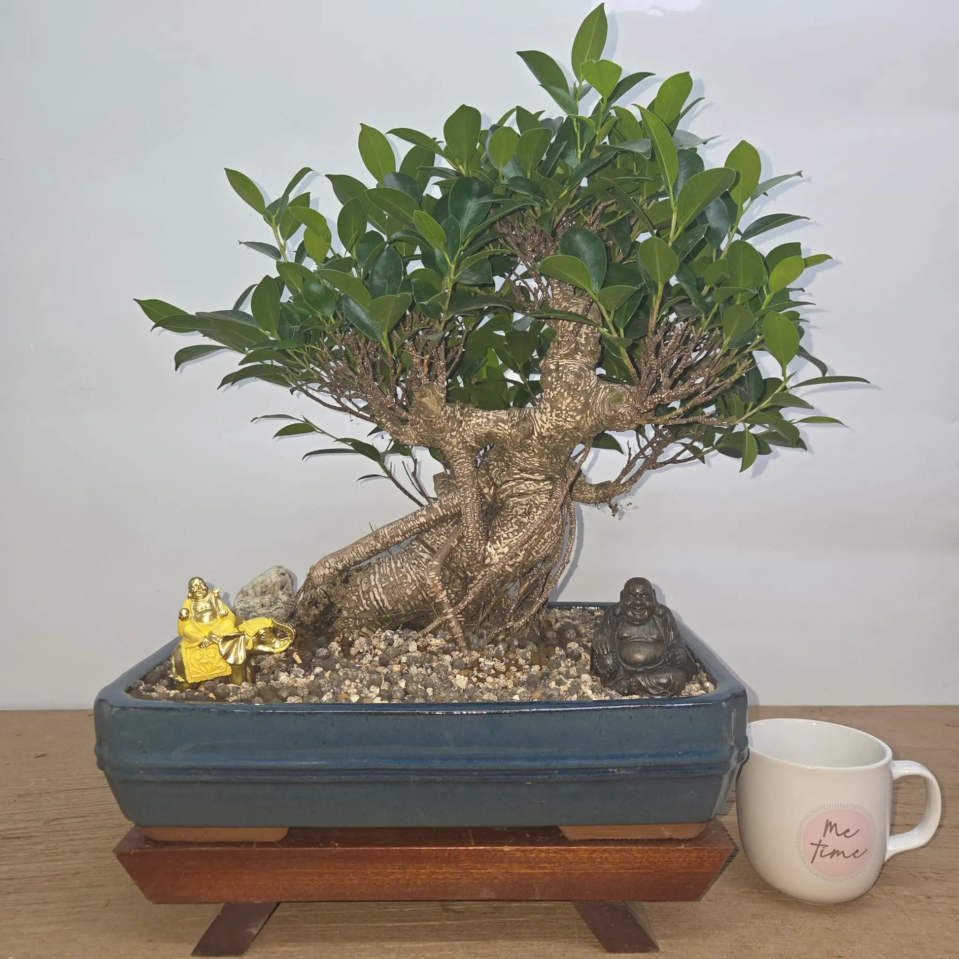 Ficus Microcarpa (Banyan Fig) Indoor Premium Bonsai Tree Bundle | Shaped | In 37cm Pot  Bonsai Tree BlissVeranda