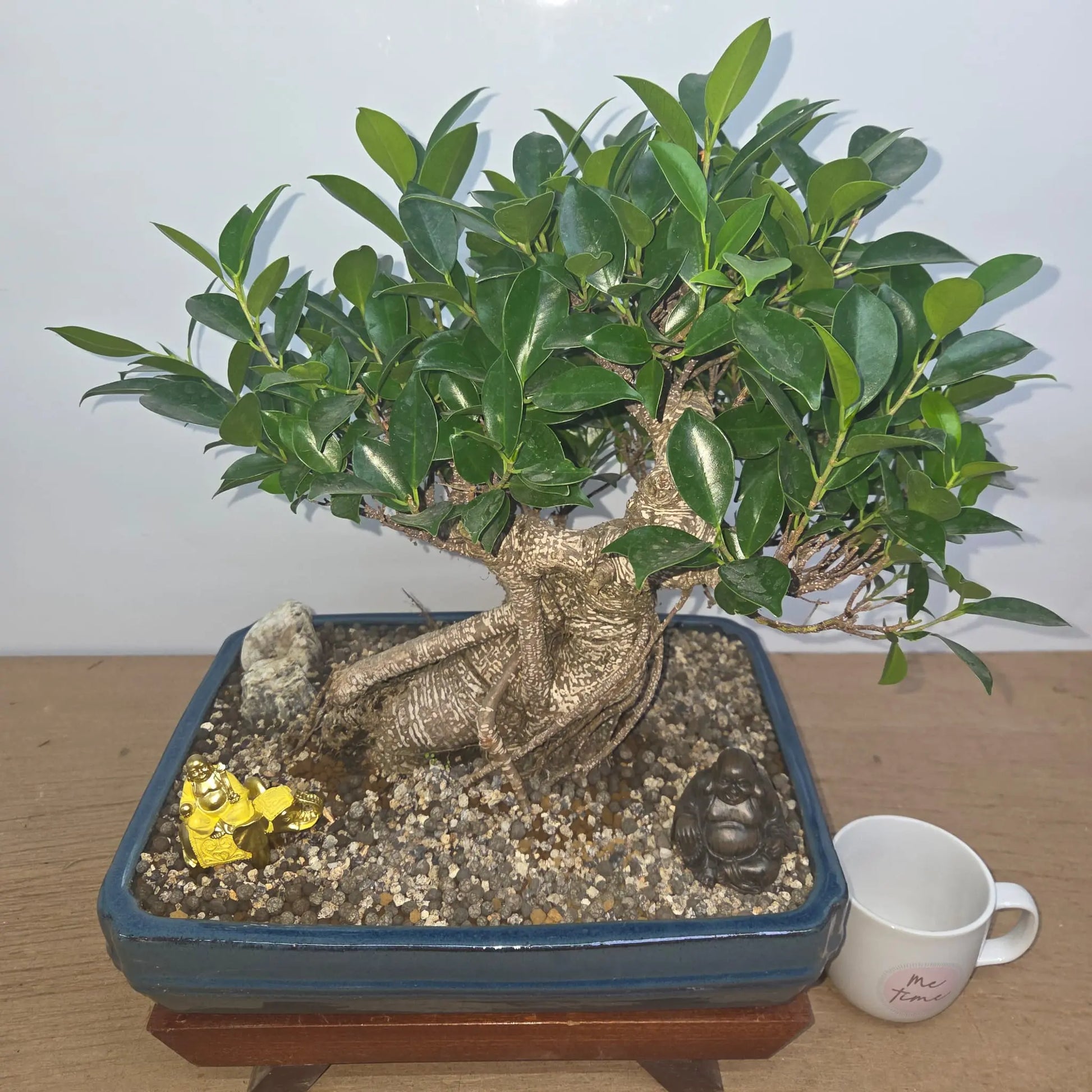 Ficus Microcarpa (Banyan Fig) Indoor Premium Bonsai Tree Bundle | Shaped | In 37cm Pot  Bonsai Tree BlissVeranda
