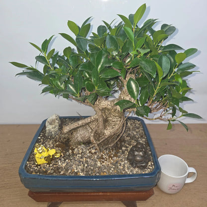 Ficus Microcarpa (Banyan Fig) Indoor Premium Bonsai Tree Bundle | Shaped | In 37cm Pot  Bonsai Tree BlissVeranda