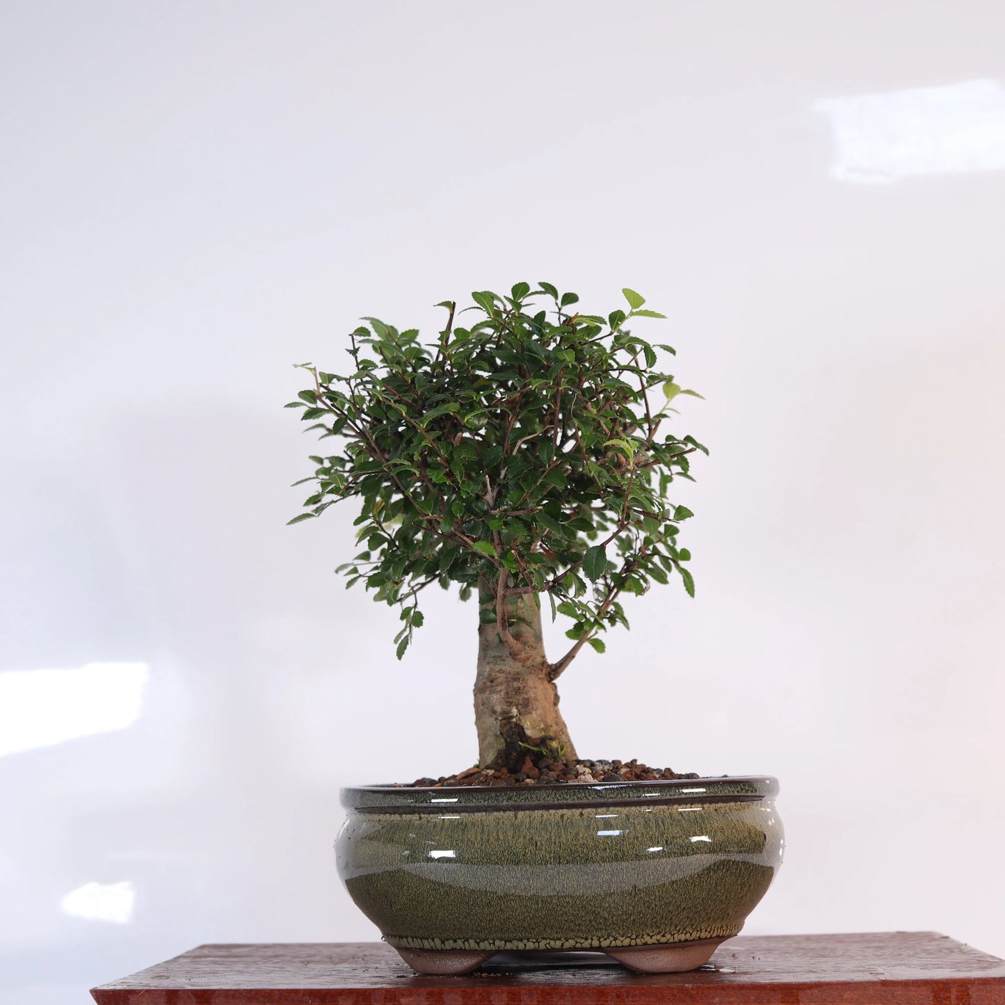 Chinese Elm (Ulmus Parvifolia) Bonsai Tree | Broom | In 18cm Pot | Great Gift  Bonsai Tree BlissVeranda
