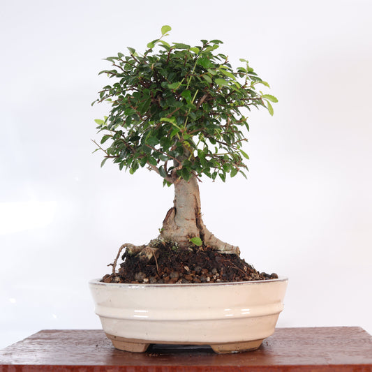 Chinese Elm (Ulmus Parvifolia) Bonsai Tree | Broom | In 18cm Pot | Great Gift