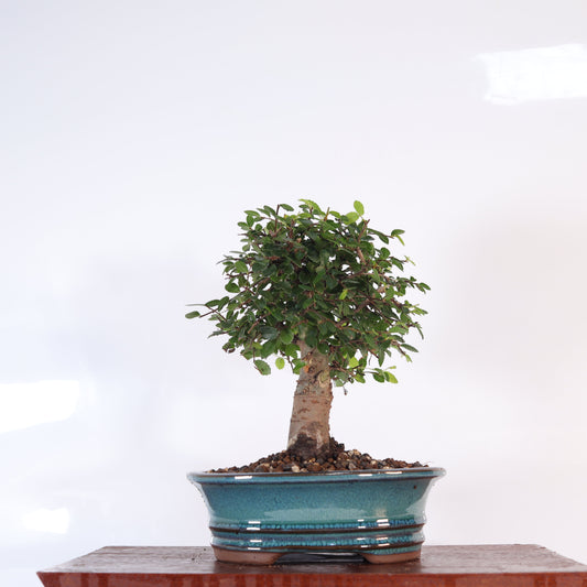 Chinese Elm (Ulmus Parvifolia) Bonsai Tree | Broom | In 18cm Pot | Great Gift