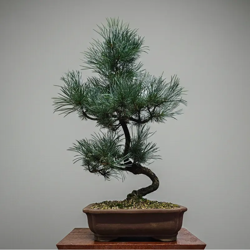 Japanese White Pine Bonsai Tree (Pinus Parviflora) | Shaped | In 25cm Pot  Bonsai Tree BlissVeranda
