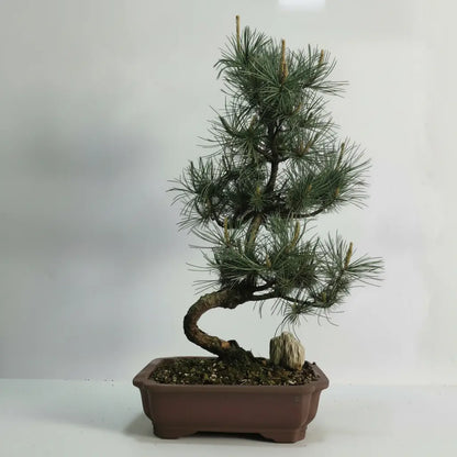 Japanese White Pine Bonsai Tree (Pinus Parviflora) | Shaped | In 25cm Pot  Bonsai Tree BlissVeranda
