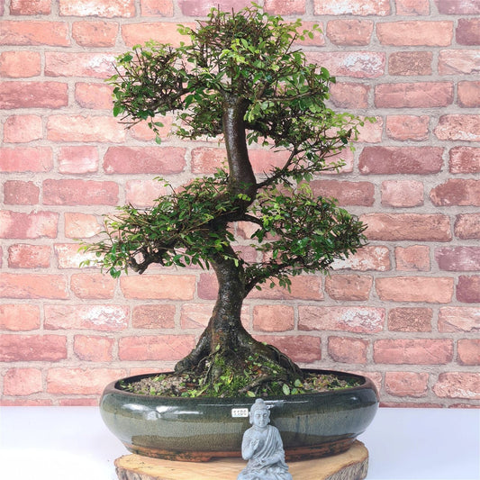 Large Chinese Elm (Ulmus Parvifolia) Bonsai Tree | Shaped | In 35cm Pot