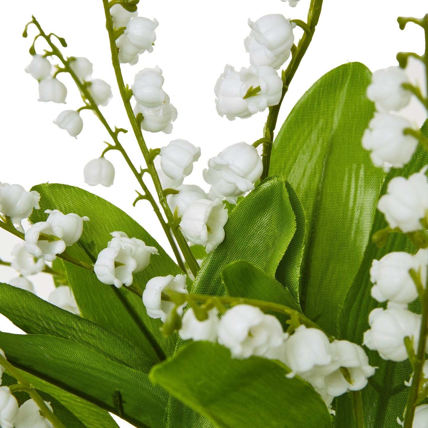 Close-up of white flowers with green leaves on a white background