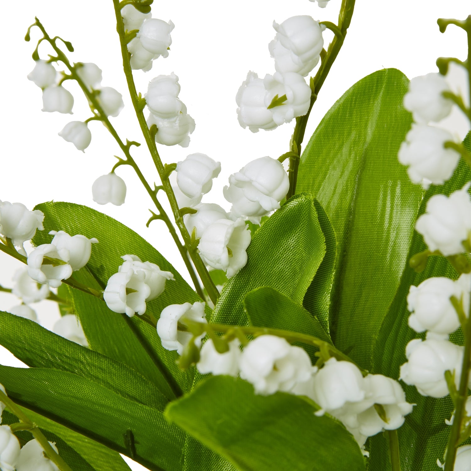 Close-up of white flowers with green leaves on a white background