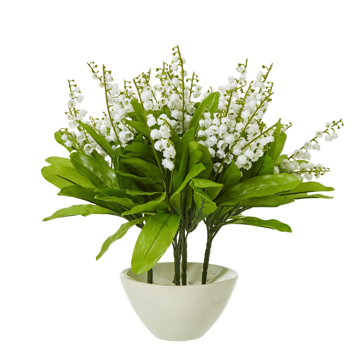 Potted plant with white flowers and green leaves on a white background