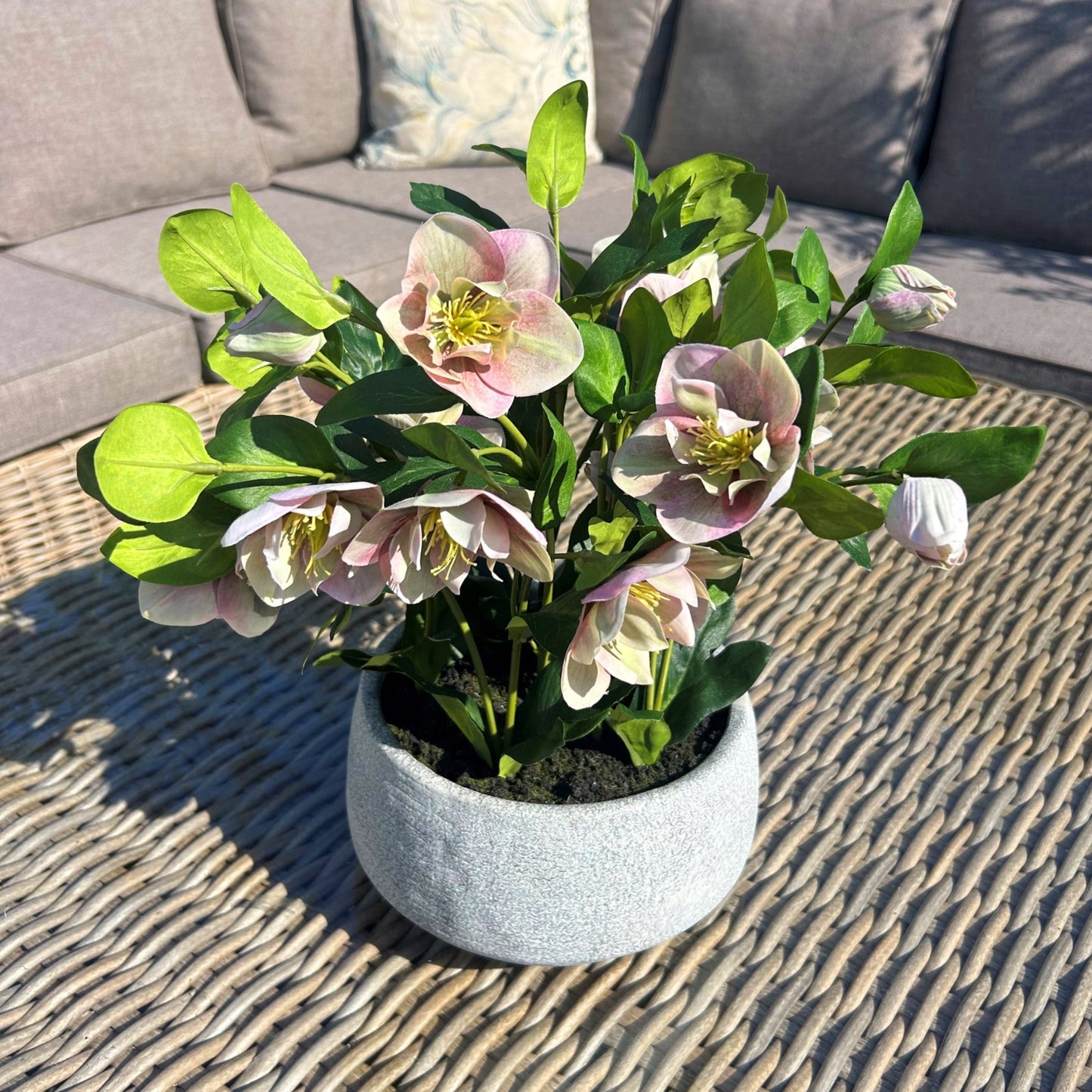 Potted plant with pink flowers on a textured surface