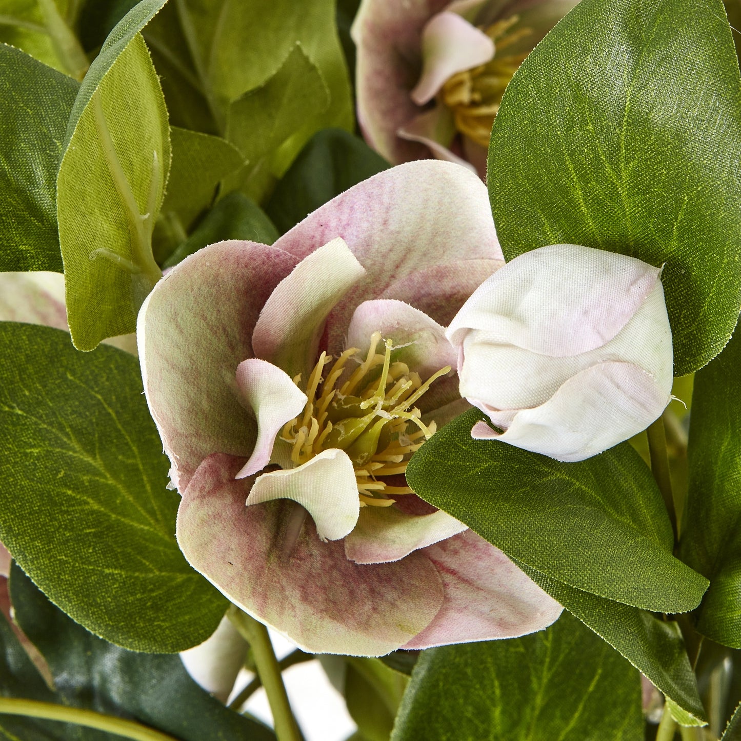 Close-up of a pink flower with green leaves