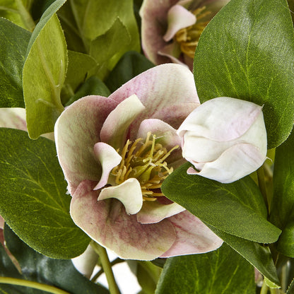 Close-up of a pink flower with green leaves