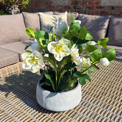 Potted plant with white flowers on a woven surface with a couch in the background