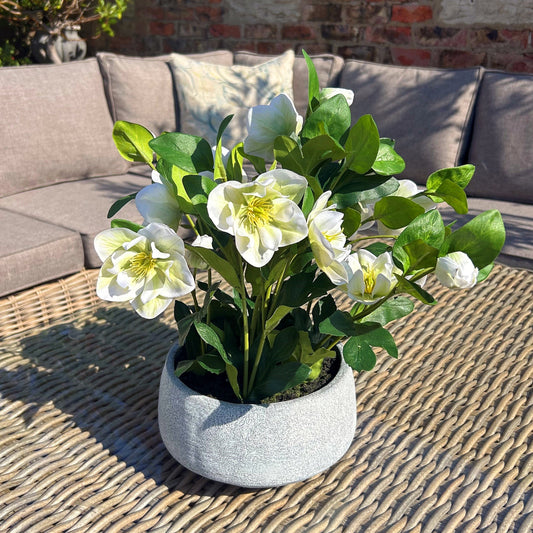 Potted plant with white flowers on a woven surface with a couch in the background