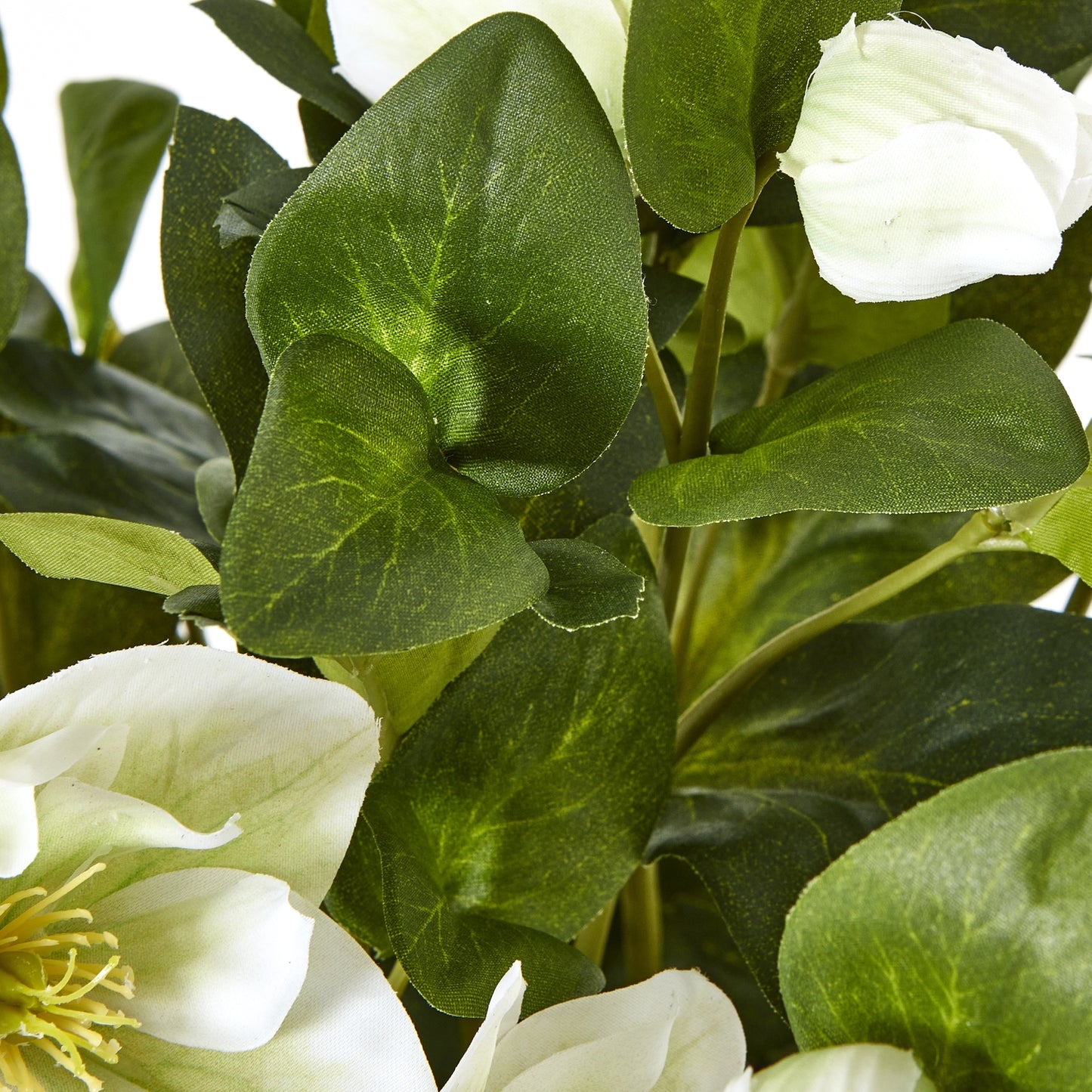 Close-up of white flowers and green leaves