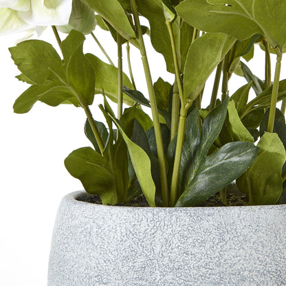 Green potted plant in a textured gray pot on a white background