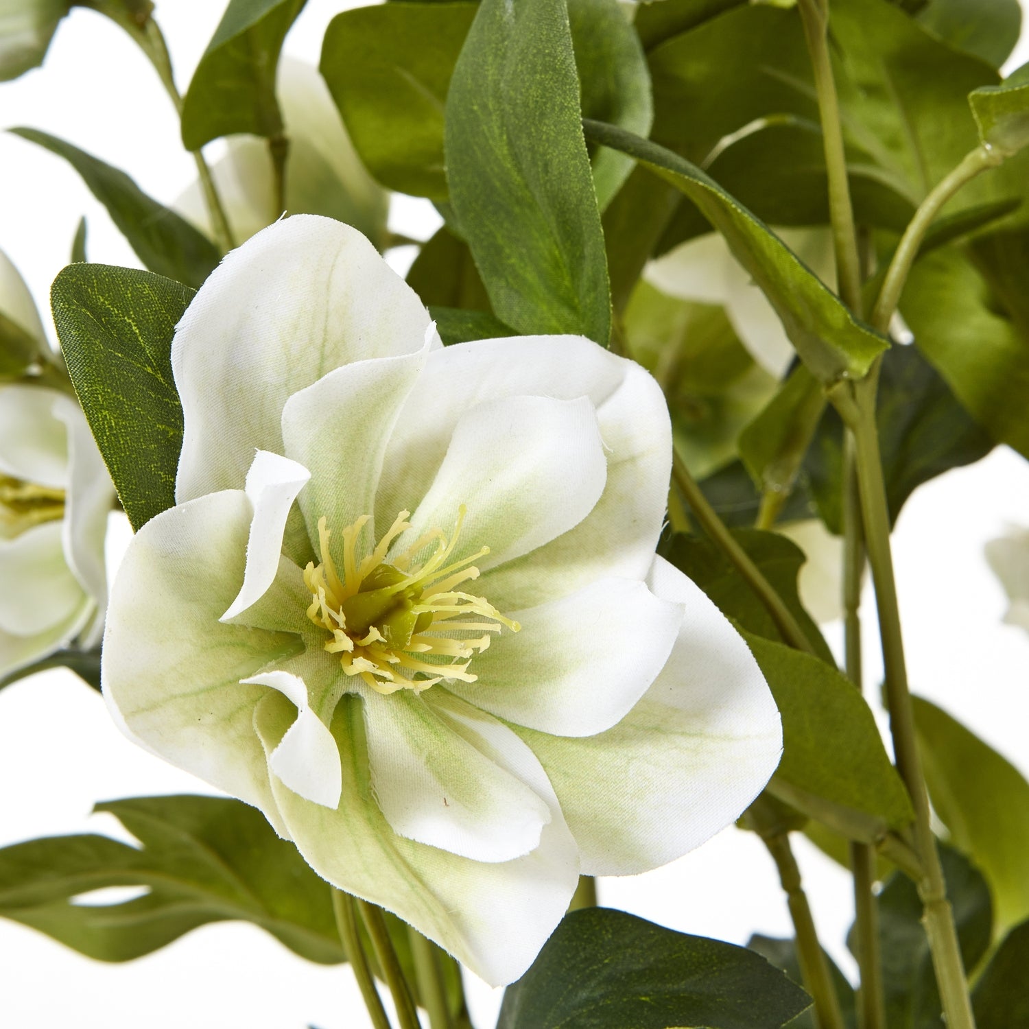Close-up of a white flower with green leaves on a light background