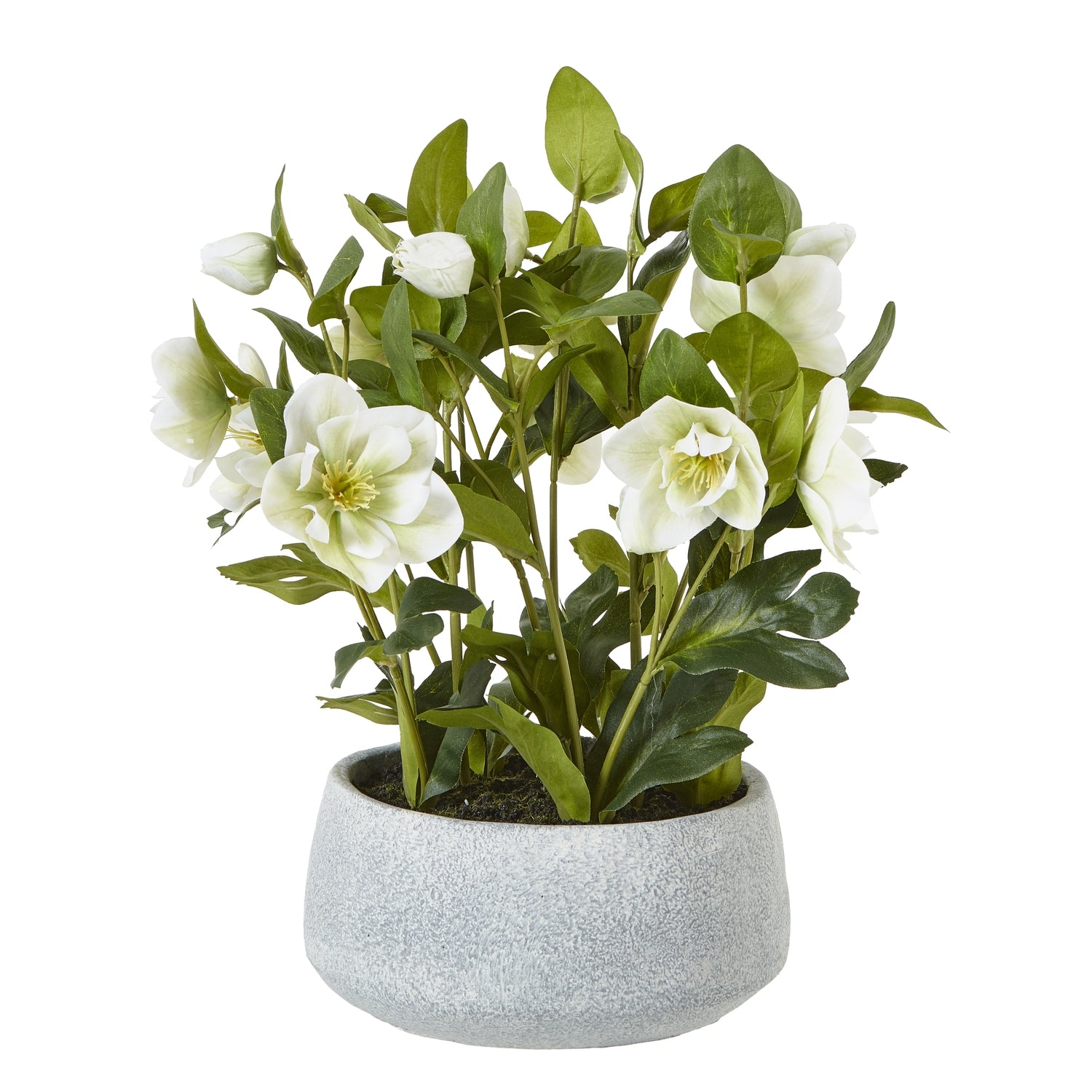 Potted plant with white flowers and green leaves on a white background