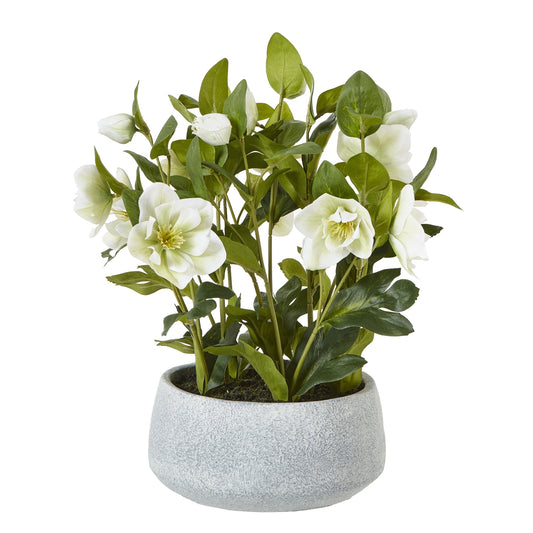 Potted plant with white flowers and green leaves on a white background