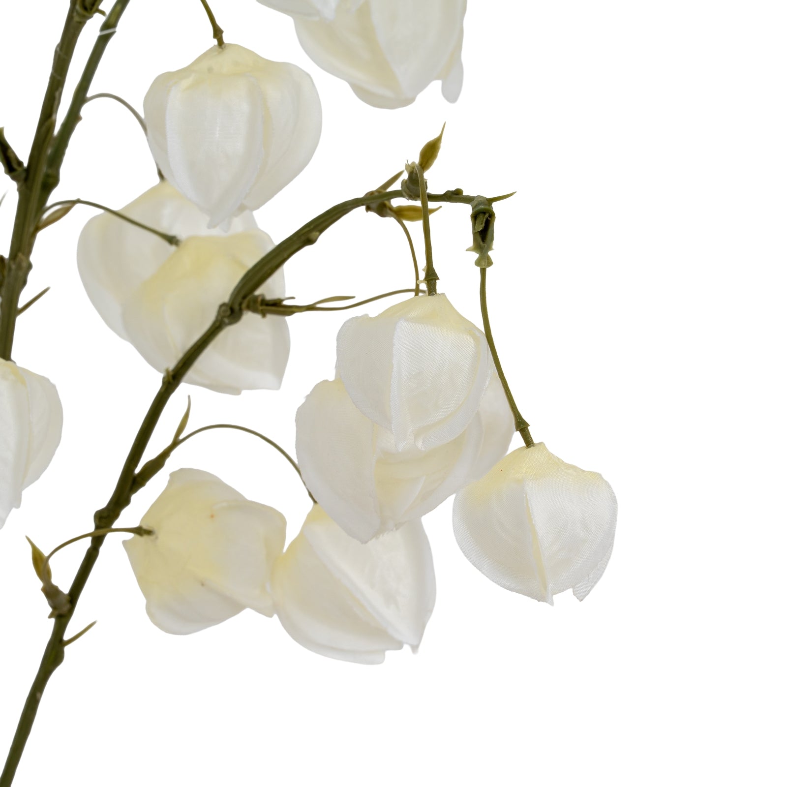 White balloon flowers on a branch against a white background