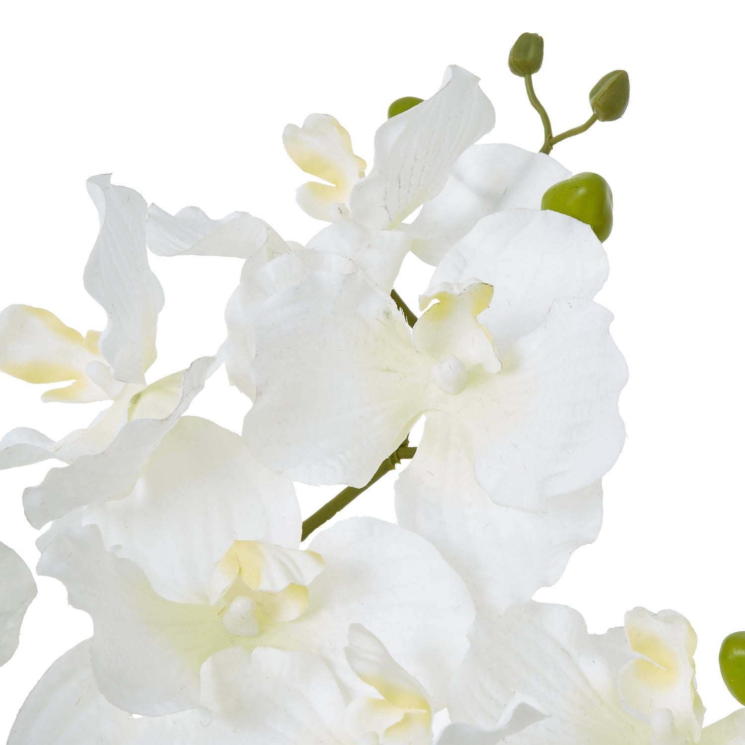 Close-up of white orchids with green stems on a white background