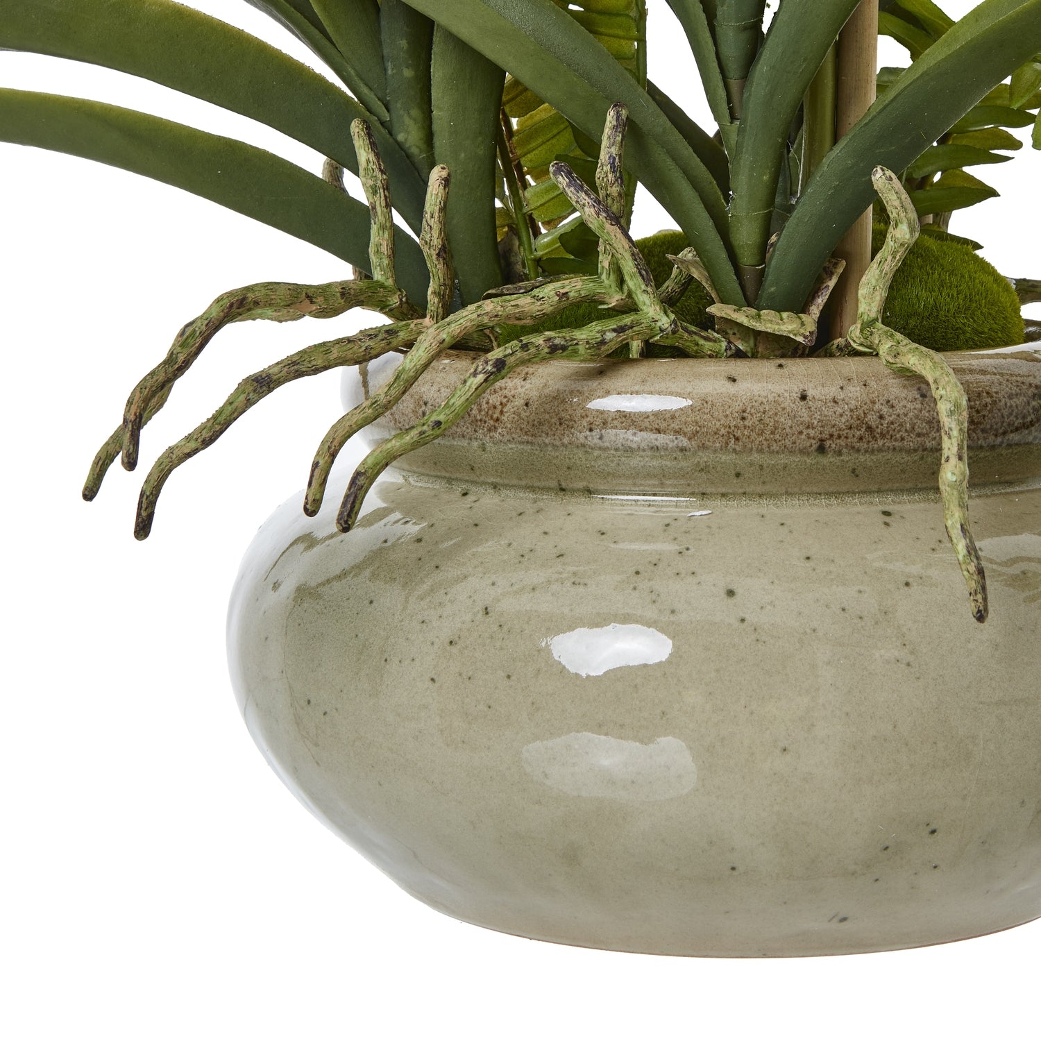 Close-up of a plant in a textured ceramic pot on a white background