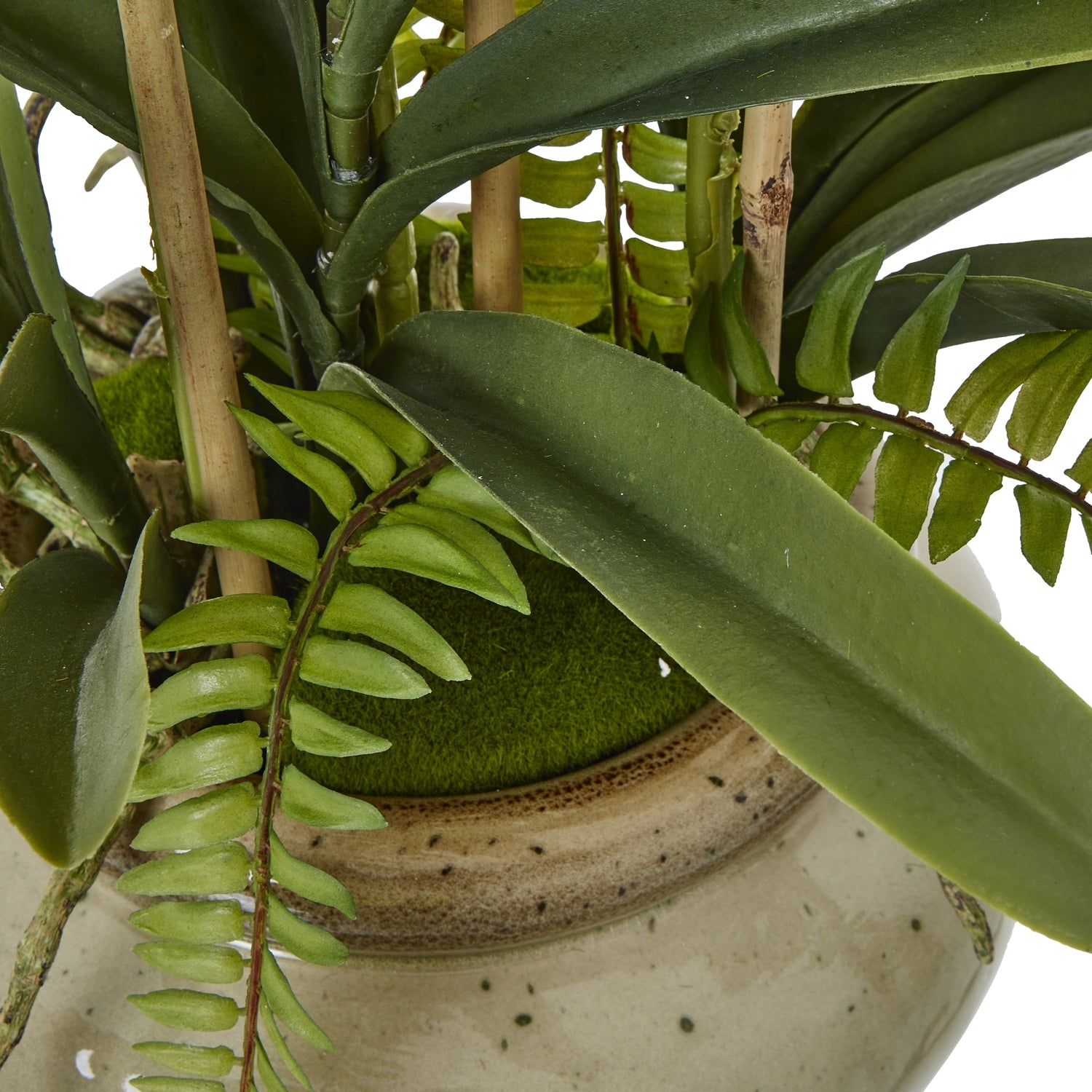 Close-up of a potted plant with green leaves and a textured pot.