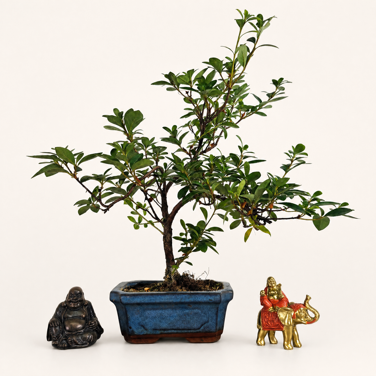 Azalea (Rhododendron) Bonsai Tree | Shaped | In 15cm Pot  Bonsai Tree BlissVeranda