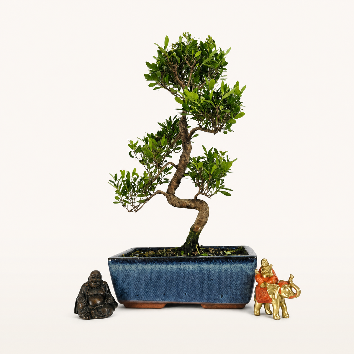 Brush Cherry (Syzygium) Bonsai Tree | Shaped | In 25cm Pot  Bonsai Tree BlissVeranda