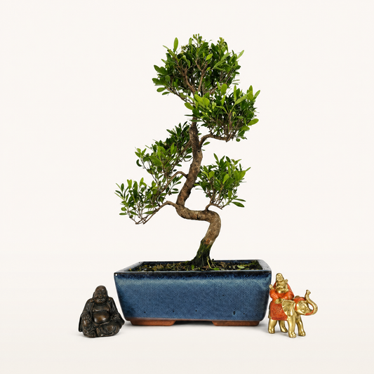 Brush Cherry (Syzygium) Bonsai Tree | Shaped | In 25cm Pot  Bonsai Tree BlissVeranda