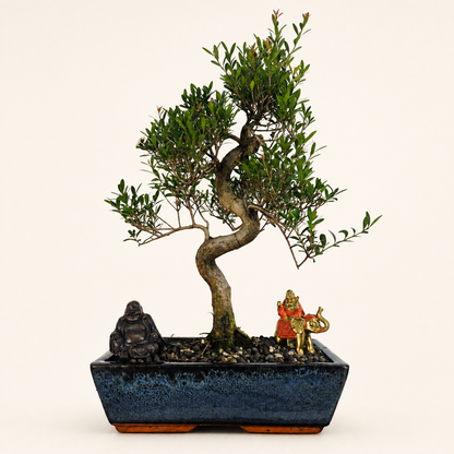 Brush Cherry (Syzygium) Bonsai Tree | Shaped | In 30cm Pot  Bonsai Tree BlissVeranda