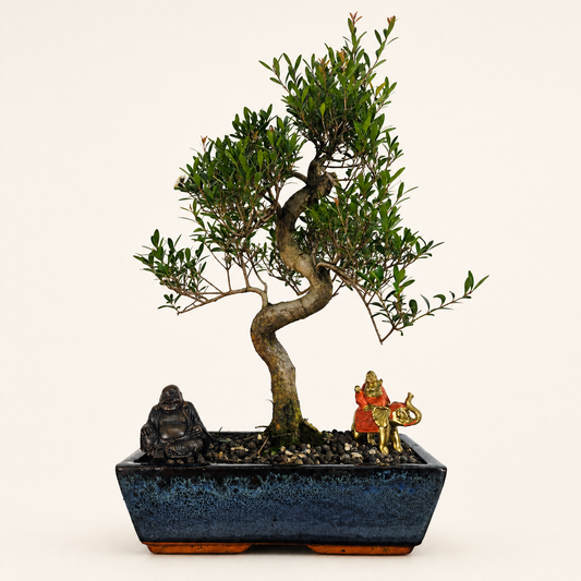 Brush Cherry (Syzygium) Bonsai Tree | Shaped | In 30cm Pot  Bonsai Tree BlissVeranda