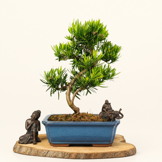 Buddhist Pine (Podocarpus Micro) Bonsai Tree | Shaped | In 30cm Pot  Bonsai Tree BlissVeranda