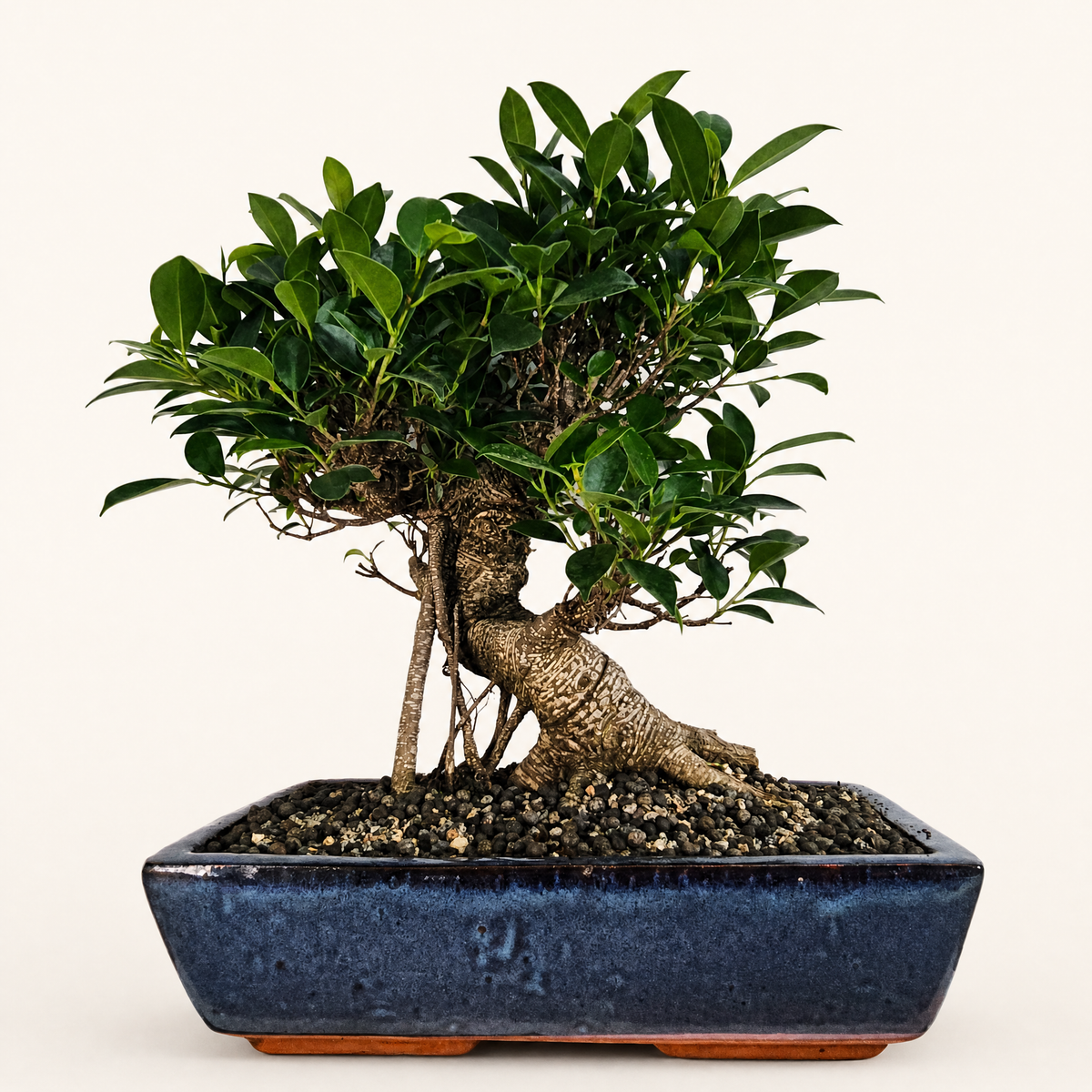 Ficus Microcarpa (Banyan Fig) Large Indoor Bonsai Tree | Shaped | In 35cm Pot  Bonsai Tree BlissVeranda