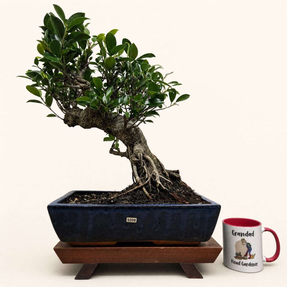 Ficus Microcarpa (Banyan Fig) Large Indoor Bonsai Tree | Shaped | In 35cm Pot  Bonsai Tree BlissVeranda