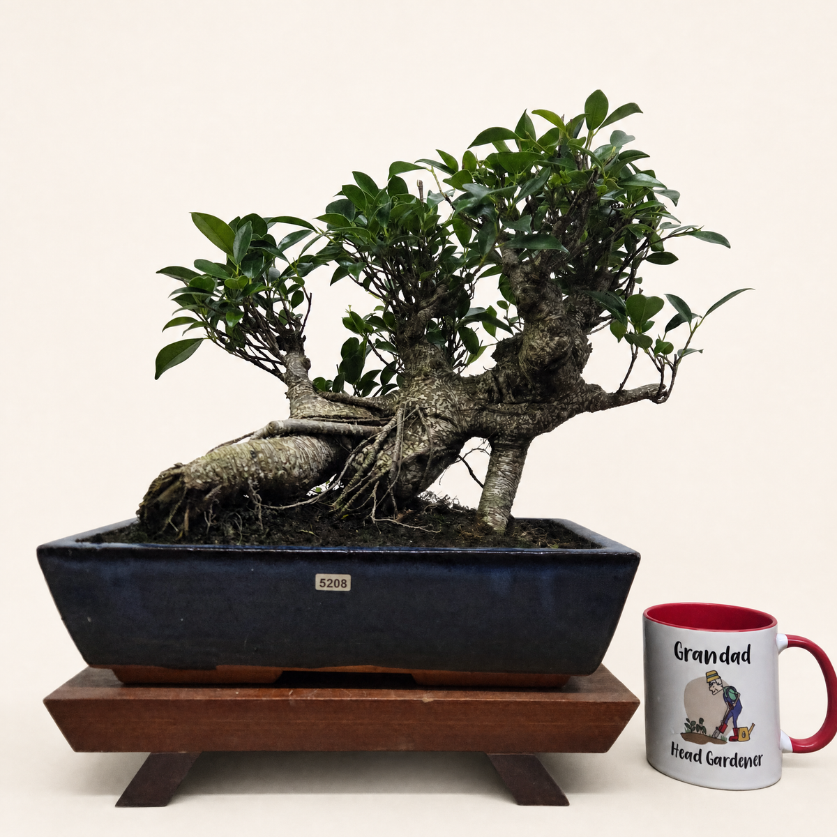 Ficus Microcarpa (Banyan Fig) Large Indoor Bonsai Tree | Shaped | In 35cm Pot  Bonsai Tree BlissVeranda