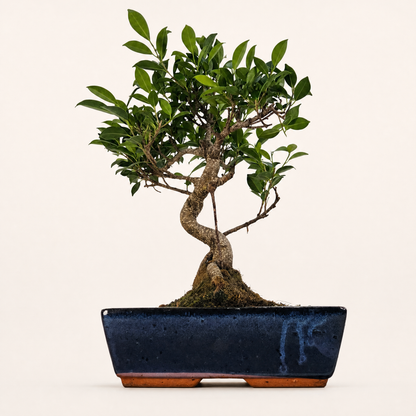 Ficus Microcarpa (Banyan Fig) Indoor Bonsai Tree | Shaped | In 30cm Pot  Bonsai Tree BlissVeranda