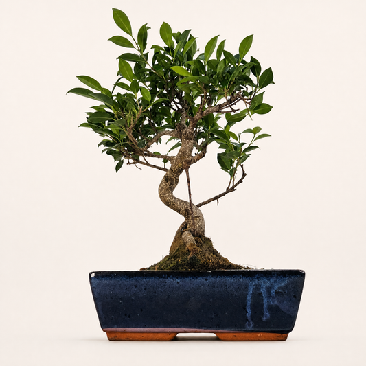 Ficus Microcarpa (Banyan Fig) Indoor Bonsai Tree | Shaped | In 30cm Pot  Bonsai Tree BlissVeranda
