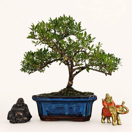 Japanese Holly (Ilex Crenata) Bonsai Tree | Shaped | In 20cm Pot  Bonsai Tree BlissVeranda